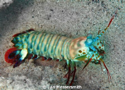 Mantis Shrimp caught in the open at Pig Island near Madan... by Jan Messersmith 